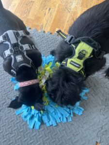 Pet Image